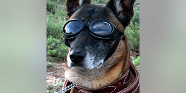 A military working dog wears Doggles to protect his eyes as a Chinook helicopter takes off in Parwan province, Afghanistan, May 11, 2010. (U.S. Army photo by Sgt. Jason Brace)