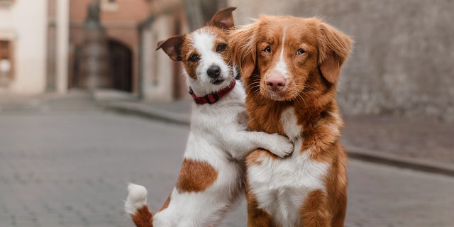 Said one clinical psychologist, "I have witnessed patients feeling a positive hormonal rush after interacting with animals, particularly dogs — and of course the social element can’t be ignored."