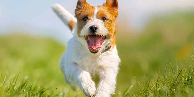 Purebred dog outdoors on a sunny summer day.