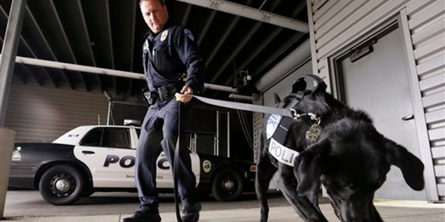 May 30, 2013: Drug-sniffing police dog Dusty is watched by handler Officer Duke Roessel as the K-9 begins to dig at a box after successfully located a stash of heroin during a training session at the police station in Bremerton, Wash.