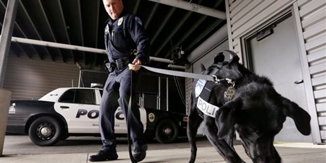 May 30, 2013: Drug-sniffing police dog Dusty is watched by handler Officer Duke Roessel as the K-9 begins to dig at a box after successfully located a stash of heroin during a training session at the police station in Bremerton, Wash.