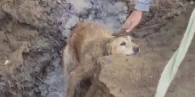 Ginger was stuck on a riverbank in Kentucky for several days before she was rescued.
