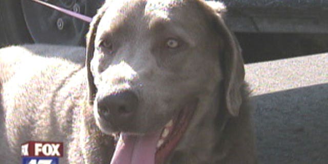 A dog reunites with her family in Florida after a long, cross-country journey.