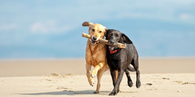 Good news for dogs and cats.