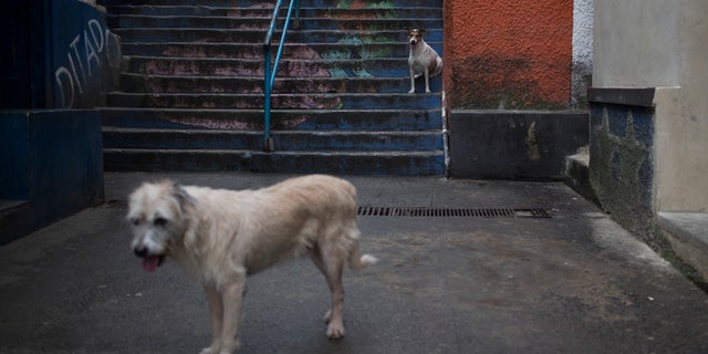 FILE -- Stray dogs in Brazil.