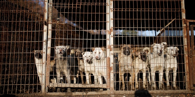 Many restaurants in Pyeongchang county are ignoring requests to stop serving dog meat during the Olympics, with some saying it might threaten their businesses or livelihoods.