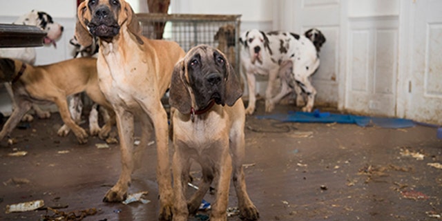 Great Danes rescued by the Human Society of the United States in Wolfeboro, New Hampshire.