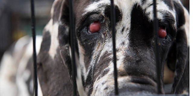 A dog waits to be loaded onto a transport vehicle after being rescued by The Humane Society of the United States.