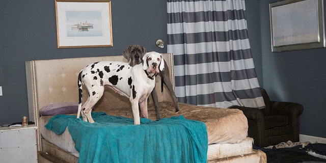 The Humane Society of the United States works with the Wolfeboro Police Dept. to rescue approximately 70 Great Danes from a suspected puppy mill on Friday, June 16, 2017, in Wolfeboro, N.H. (Meredith Lee/The HSUS)