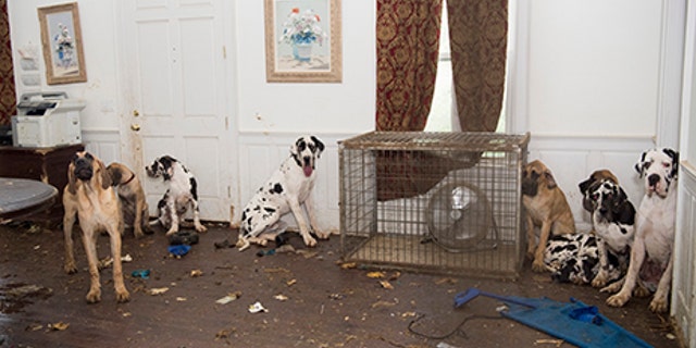 Some of the Great Danes rescued by the Human Society of the United States.