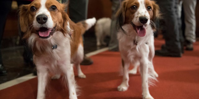 Nederlandse kooikerhondje Escher, right, and Rhett are shown during a news conference at the American Kennel Club headquarters, Wednesday, Jan. 10, 2018, in New York