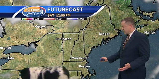 A dog named "Bella" crashed a live weather update Saturday in New Hampshire.