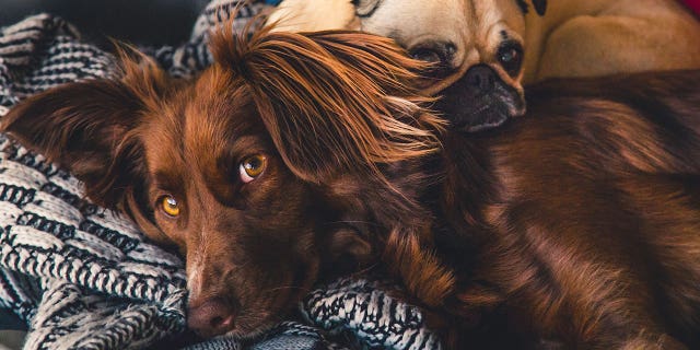 More than half of Americans say they've skipped hanging out with other humans to stay home with a pet.