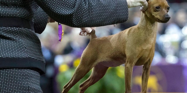 Porsche, a miniature pinscher, competes in the Toy group during the 142nd Westminster Kennel Club Dog Show, Monday, Feb. 12, 2018, at Madison Square Garden in New York.