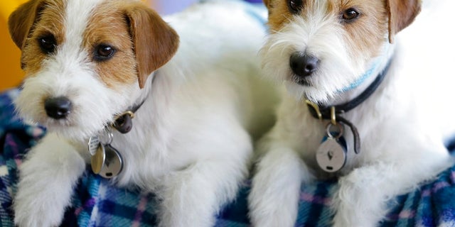 Russell terriers named Dom, right, and Demi relax in the benching area during the 142nd Westminster Kennel Club Dog Show