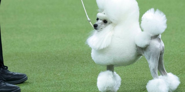 Cami, a toy poodle, competes in the Toy group during the 142nd Westminster Kennel Club Dog Show, Monday, Feb. 12, 2018, at Madison Square Garden in New York