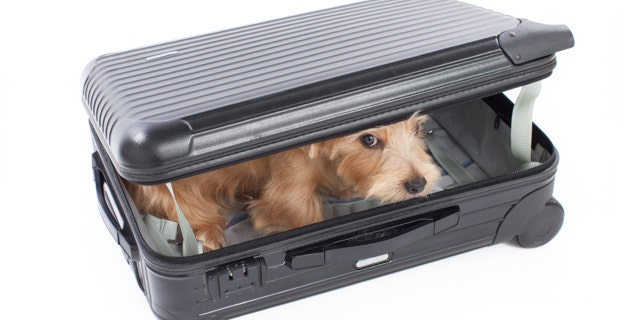 A small Schnauzer snuck into his unsuspecting owner's suitcase.