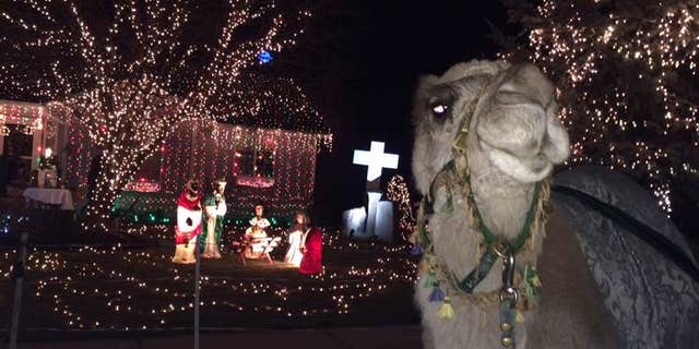 Dolly the Camel3