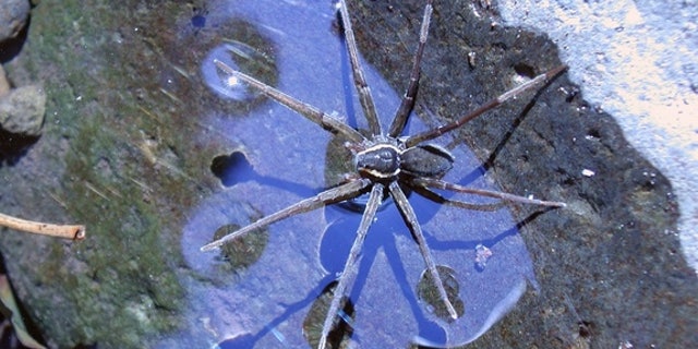 Dolomedes briangreenei, named after physicist Brian Greene, eats fish for supper.