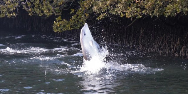 dolphin moonwalking