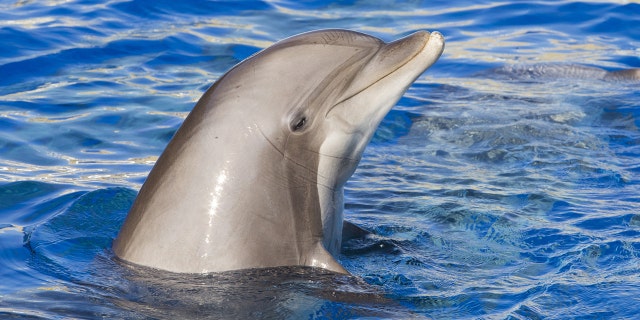 dolphin istock