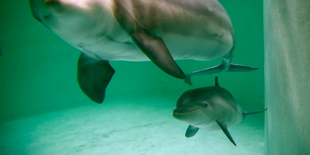 Scientists warned a species of Mexican fish can harm dolphin's hearing due to the loud sound they make during mating. 