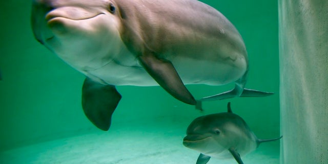 Scientists warned a species of Mexican fish can harm dolphin's hearing due to the loud sound they make during mating.