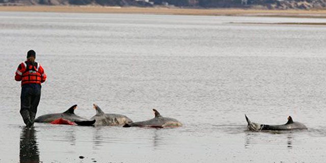 Feb. 14, 2012: Katie Moore, an International Fund for Animal Welfare rescue team member, approaches a portion of a pod of 11 dolphins stranded on a mud flat during low tide in Wellfleet, Mass.