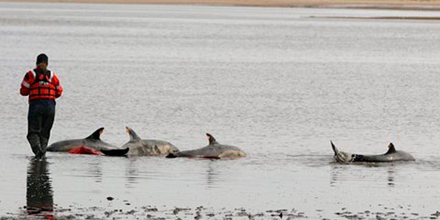 Feb. 14, 2012: Katie Moore, an International Fund for Animal Welfare rescue team member, approaches a portion of a pod of 11 dolphins stranded on a mud flat during low tide in Wellfleet, Mass.