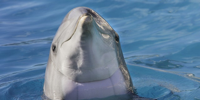 Dolphin Sylvain Cordier/Gamma Raphovia Getty Images