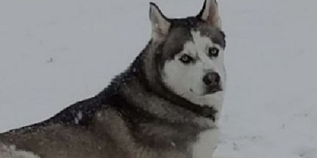 An investigation continues into the death of Gunner, a service dog for a disabled U.S. Army veteran in Kentucky.