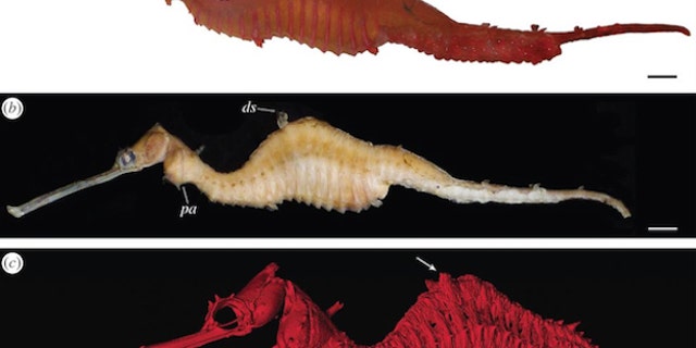Credit: Stiller J. et al. 2015 "A spectacular new species of sea dragon (Syngnathidae)."