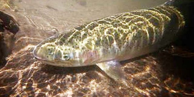 Critics say suction dredging disturbs the habitat of salmon. (AP)