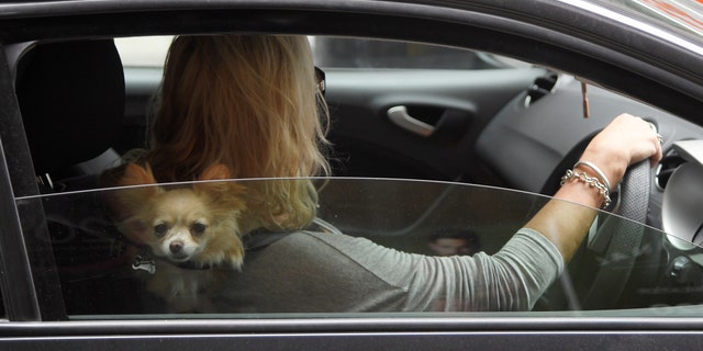 File photo: A dog peeks out of a car window as a woman drives through central London, Britain, September 6, 2017. (REUTERS/Toby Melville)