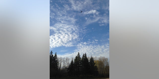 A drone flies toward the location of a collared bear in northwestern Minnesota. Researchers found bears' heart rates spiked when these unmanned aerial vehicles flew overhead.