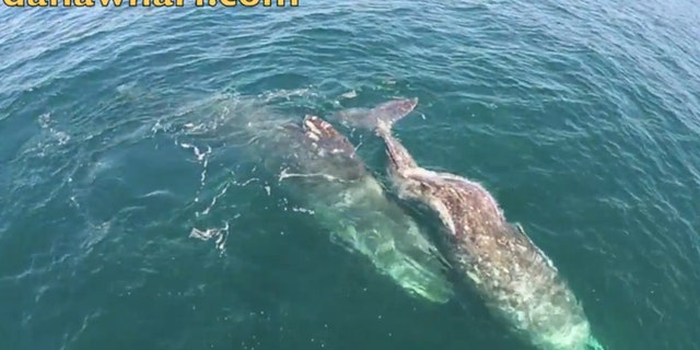 Screenshot from http://danawharf.com/whale-watching/