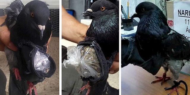 Pictures of the bird were posted online under the title "drugs dove." (Sky News)