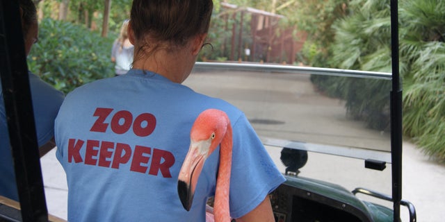 Zoo employees spend hours transferring more than 40 flamingos from outside exhibits to the on site animal hospital.