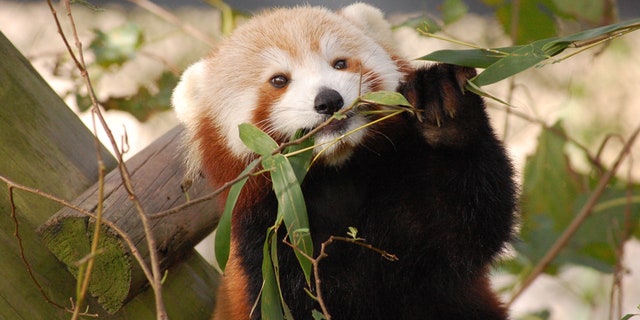 Sunny the red panda.