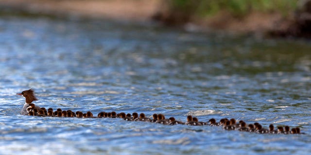 Ducks AP