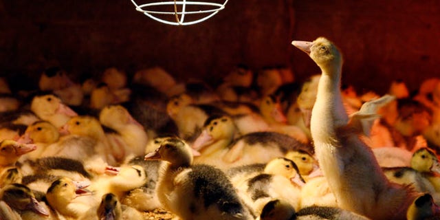 June 6, 2009: A three week old Mulard duck tries to fly inside a barn at the Ferme Basque in St-Urbain.
