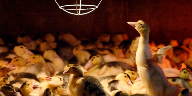 June 6, 2009: A three week old Mulard duck tries to fly inside a barn at the Ferme Basque in St-Urbain.