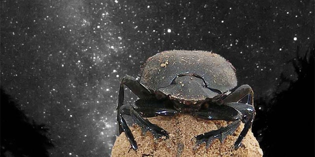 Dung beetles use the glow of the Milky Way galaxy to navigate.