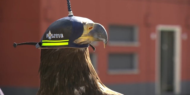Policing takes flight in the Netherlands, with eagles joining Dutch officers to combat hostile drones.