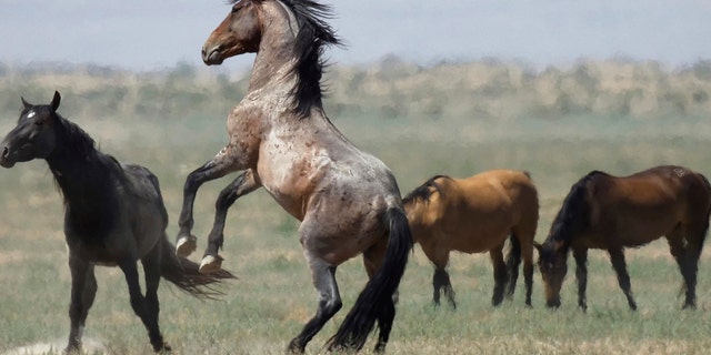 July 18: A wild horse jumps among others near Salt Lake City. Harsh drought conditions in parts of the American West are pushing wild horses to the brink and forcing extreme measures to protect them.