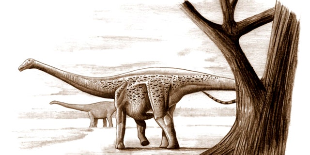 The dwarf dinosaur, Magyarosaurus dacus, which lived in what is now Transylvania, was about the size of a horse and weighed some 230 pounds. Its giant relatives could weigh up to 220,000 pounds.