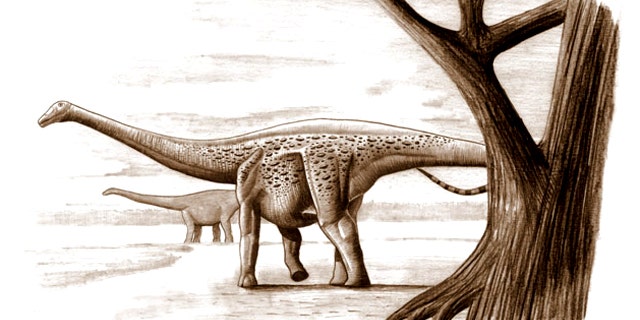 The dwarf dinosaur, Magyarosaurus dacus, which lived in what is now Transylvania, was about the size of a horse and weighed some 230 pounds. Its giant relatives could weigh up to 220,000 pounds.