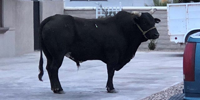 bull las vegas