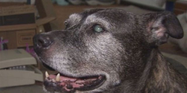 At best this 14-year-old pit bull named Abbey will likely just be able to make out shadows.