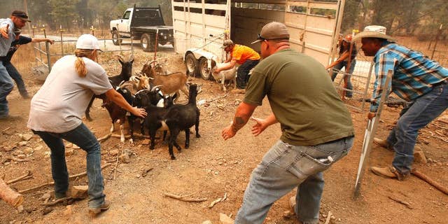 Animal rescue group volunteers herd goats from a home threatened by a fire near Railroad Flat, Calif., Sunday, Sept. 13, 2015. Two of California's fastest-burning wildfires in decades overtook several Northern California towns, destroying homes and sending residents fleeing. (AP Photo/Rich Pedroncelli)